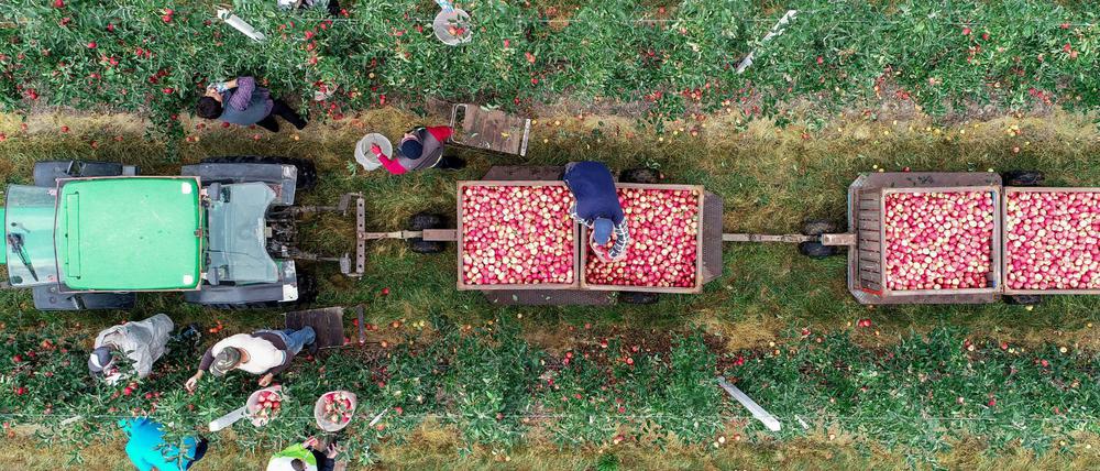 Hier pflücken polnische Erntehelfer vom Familienbetrieb Dohrmann in Frankfurt (Oder) auf einer Plantage Äpfel (Archivbild).