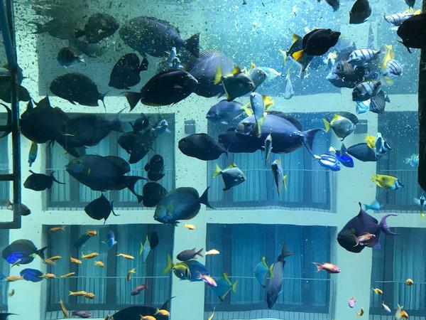 Bunte Seewelt. Im Aquadom in Mitte tummeln sich rund 1500 Fische.