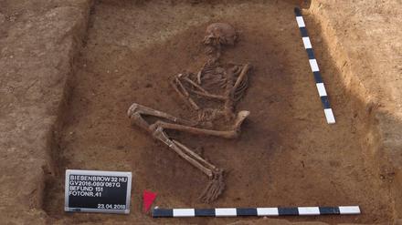 Brandenburg, Biesenbrow: Blick auf ein menschliches Skelett, das bei Ausgrabungen in der Uckermark gefunden wurde.