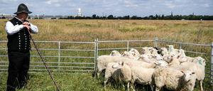 Schäfer Frank Wasem bringt eine Herde Skudden-Schafe auf das Tempelhofer Feld.