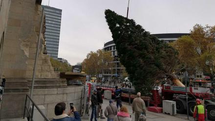 Nicht abgeneigt. Die Berliner gucken zu, wie der Baum aufgestellt wird.