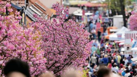 Das Baumblütenfest in Werder gilt als das größte Volksfest Ostdeutschlands. Auch bei der 139. Auflage werden wieder Hunderttausende Besucher erwartet.