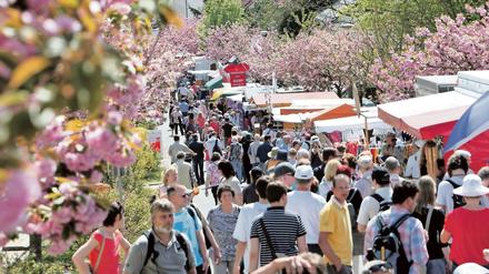 Es gab auch sonnige Tage - aber nicht sehr viele. Die Bilanz für das Baumblütenfest in Werder ist gemischt. 