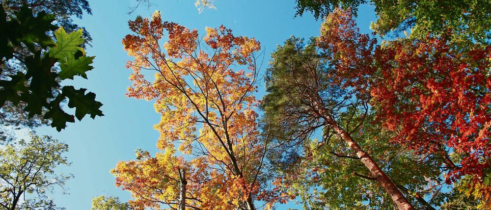 Bunter Oktober. Bäume im Wald der Revierförsterei Dachsberg in Zehlendorf.