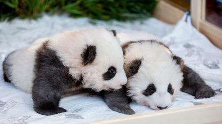 Die Panda-Zwillings-Männchen Meng Yuan (l) und Meng Xiang liegen bei der Bekanntgabe ihrer Namen und ihres Geschlechts im Berliner Zoo in ihrem Bett. 