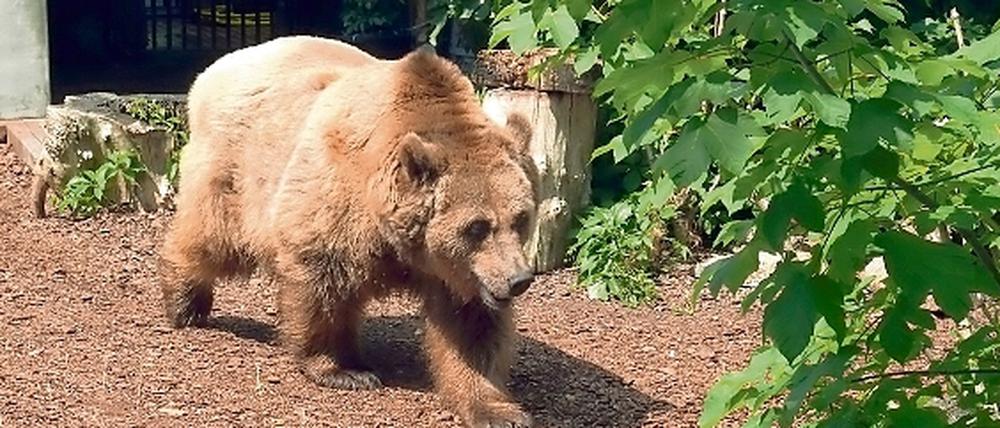 Schnute im Bärenzwinger am Köllnischen Park in Mitte. Die Bärendame wurde am Sonntag im Alter von 34 Jahren eingeschläfert. 