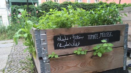 Gärtnern auf arabisch und deutsch: Tomate, Melisse und Chili.