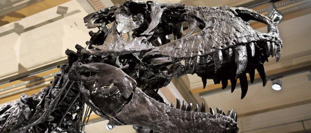 Auch Tristan sagt danke. Das Naturkundemuseum wird sich am Dankeschön-Tag beteiligen. Tristan, das neu aufgebaute und weltweit am besten erhaltene Exemplar des Tyrannosaurus rex, wird dann kostenlos gezeigt. 