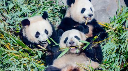 ARCHIV - 10.03.2021, Berlin: Die Panda-Zwillinge Pit (links) und Paule (unten) essen neben Mutter Meng Meng in ihrem Gehege im Berliner Zoo Bambus.