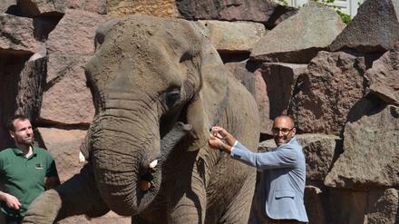 Vor 47 Jahren ist die Elefantenkuh Dashi als Kalb in den Tierpark gekommen, am Wochenende ist sie dort gestorben.