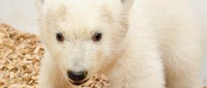 Dreieinhalb Monate ist das Eisbären-Jungtier inzwischen alt.