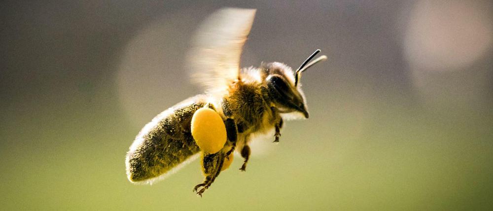 Könnte in Brandenburg ein Wahlkampfthema werden: Die Biene.