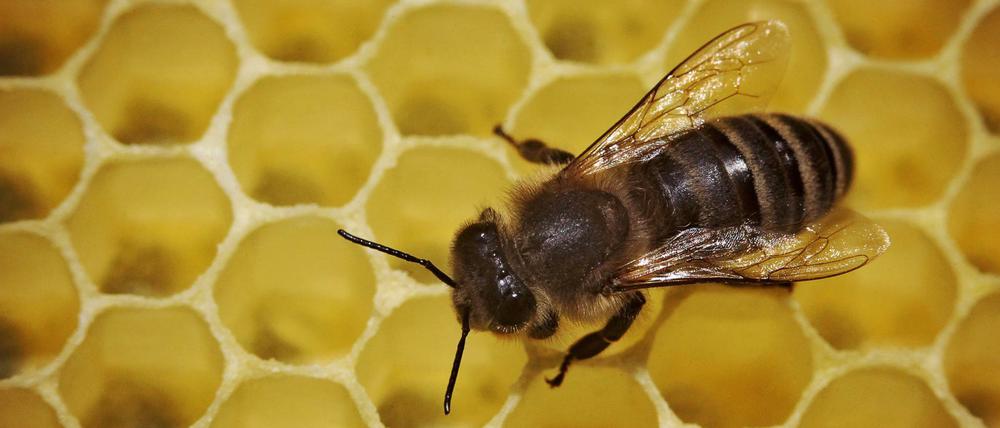 Eine Biene bei der Arbeit. Der Senat will Bürger-Gärten fördern; auch um die Bienen in Berlin zu schützen. 