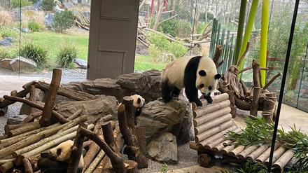 Panda-Mutti Meng Meng mit ihrem Nachwuchs.