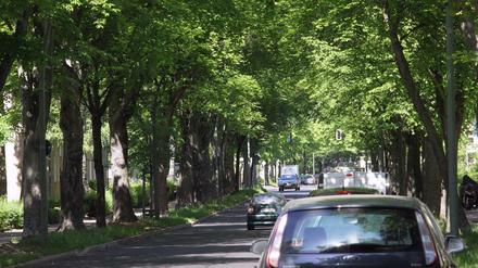 Durchschnittlich 80 Bäume säumen jeden Berliner Straßenkilometer. Aber es werden immer weniger.
