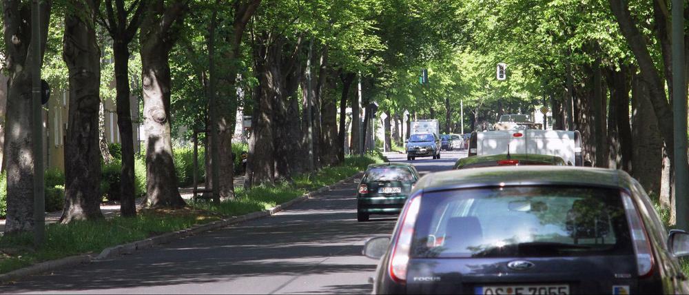Durchschnittlich 80 Bäume säumen jeden Berliner Straßenkilometer. Aber es werden immer weniger.