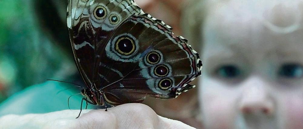 Im Reich der Schmetterlinge. Das Schmetterlingshaus gehört zu den Höhepunkten der Biosphäre. 