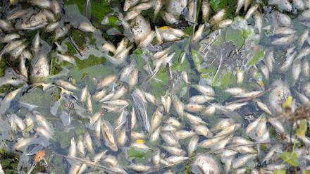 In einem Gewässer am Flughafen Schönefeld haben Anwohner zahlreiche tote Fische entdeckt. 