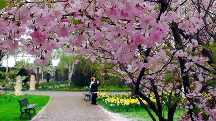 Jedes Jahr eine Attraktion in den Gärten der Welt: die Kirschblüte. (Archivbild)