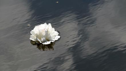 Eine Blüte schwimmt auf einem Teich.