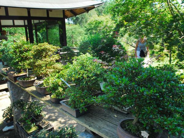 Der japanische Garten ist voller Bonsais.