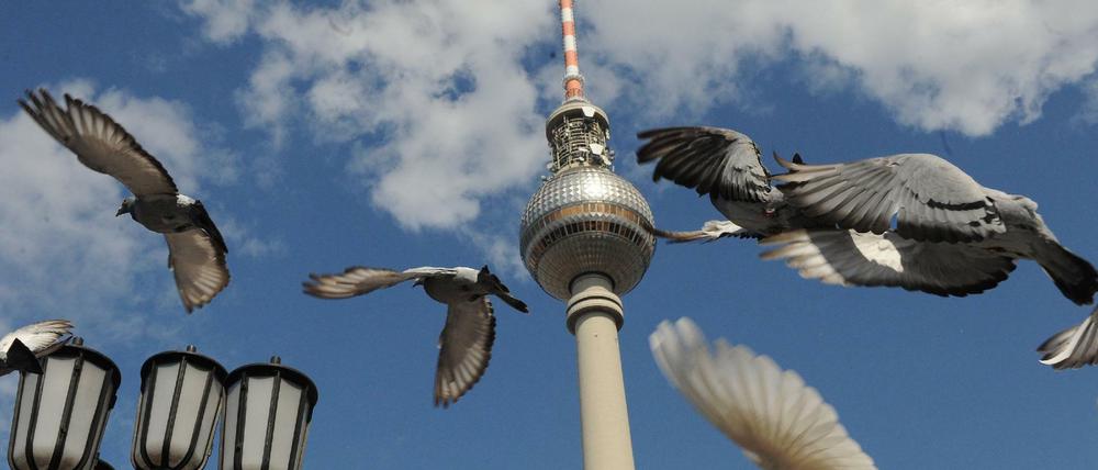 Friedenstauben am Berliner Himmel. 