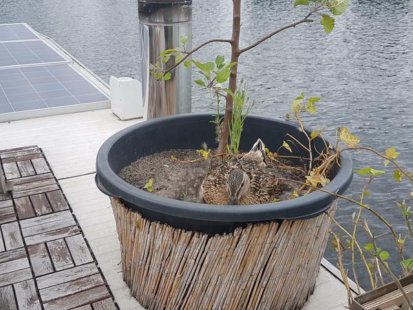Die brütende Ente auf dem Hausbootdach.