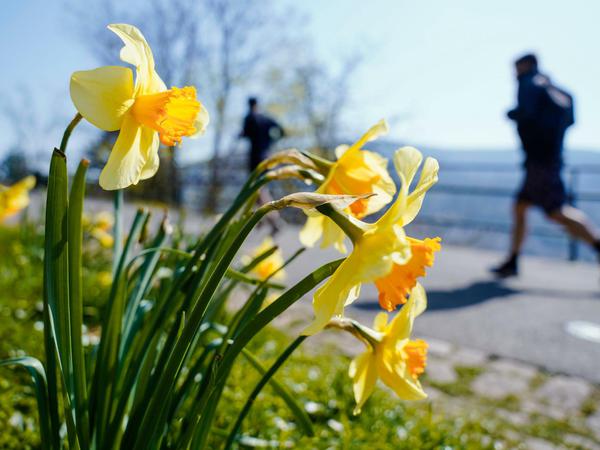 Das schöne Frühlingswetter lockt viele Läufer.