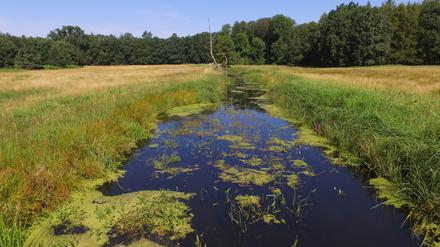 Moor in Brandenburg, nördlich von Oranienburg. „Rehwiese“ heißt das zehn Hektar großesumpfige Land. 