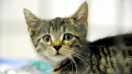 Über 1500 Katzen werden durchschnittlich pro Jahr ins Berliner Tierheim gebracht.