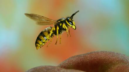 Laut Nabu haben dieses Jahr viele Wespenköniginnen erfolgreich überwintert und vom warmen Frühling profitiert.