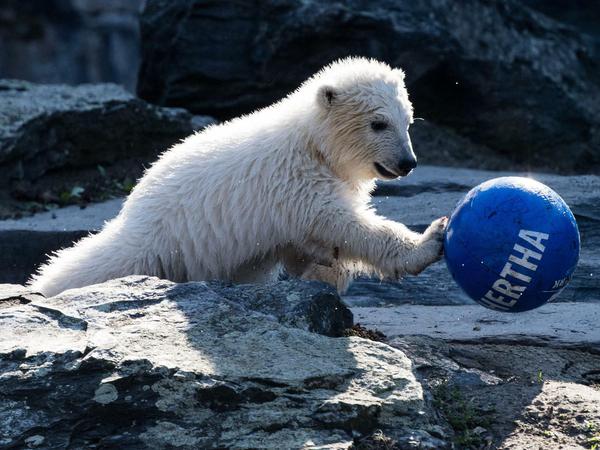 Die kleine Eisbärin Hertha tobt mit einem Ball durch das Freigehege im Tierpark Berlin.