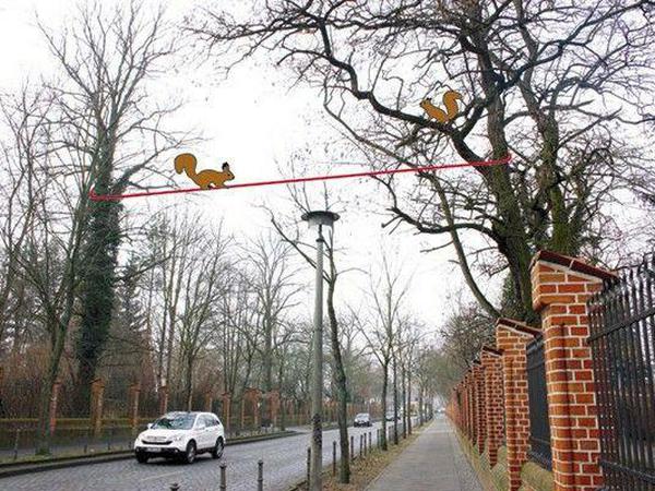 Weil die Baumkronen für die vielen Eichhörnchen am Müggelseedamm zu weit voneinander entfernt sind, wird ein Seil über die Straße gespannt.