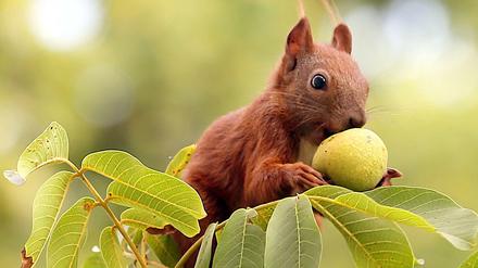 Die Eichhörnchen bilden schon während des Sommers ein dickes Fell für die kalte Jahreszeit.