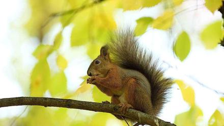 Den Eichhörnchen in Köpenick wird künftig über die Straße geholfen.