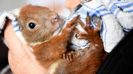 Rund 40 Tiere werden in der Eichhörnchen-Hilfe Berlin/Brandenburg hochgepäppelt.