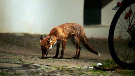 Ein Fuchs auf der Straße. (Symbolfoto)