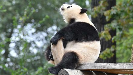 Aber bitte kein Grund, hochnäsig zu sein. Meng Meng, Panda-Persönlichkeit des Jahres, gewann einen Award auch zum Artenschutz.