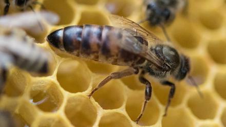 Eine Bienenkönigin sitzt auf einer Wabe – ihr kann die Krankheit nichts anhaben.