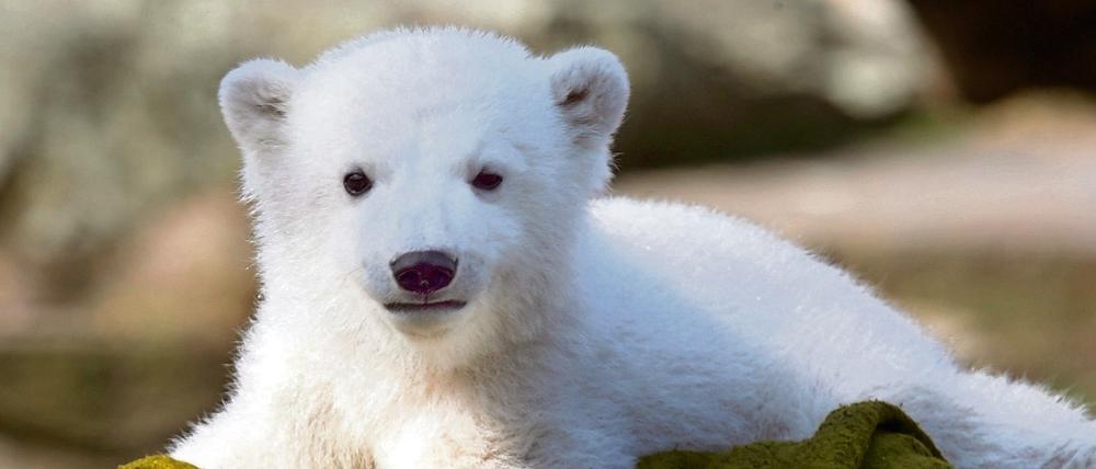 Er hat das Eisbären-Fieber ausgelöst: Knut, hier kurz nach seiner Geburt.