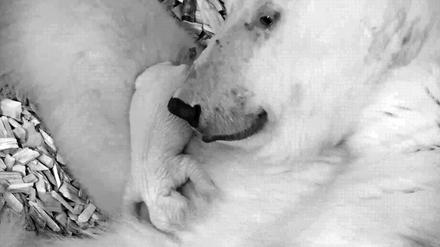  Das vom Tierpark Berlin zur Verfügung gestellte Handout zeigt Eisbärin Tonja mit ihrem am 1. Dezember geborenen Jungtier.