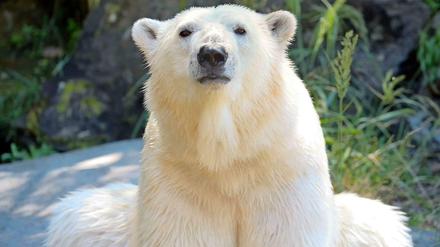 Hey, wir wollen die Tonja sehen. Und genau das haben die Eisbären am Dienstag auch getan.