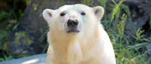 Hey, wir wollen die Tonja sehen. Und genau das haben die Eisbären am Dienstag auch getan.
