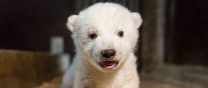 Das Eisbären-Baby entwickelt sich gut im Berliner Tierpark.