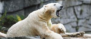 Hey, ich bin auch noch da! Aus schierer Verzweiflung über den Besuchermangel im Tierpark hat Eisbär Wolodja nun ein Baby gezeugt.