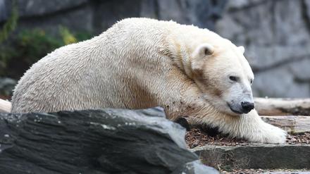 Eisbär Wolodja sitzt im Tierpark in Berlin in seinem Gehege. Er ist der Vater der neugeborenen Zwillinge - leider hat wohl nur ein Baby überlebt.
