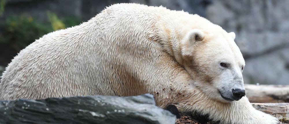 Eisbär Wolodja sitzt im Tierpark in Berlin in seinem Gehege. Er ist der Vater der neugeborenen Zwillinge - leider hat wohl nur ein Baby überlebt.