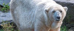 Aika war laut Tierpark mit 36 Jahren die älteste Eisbärin weltweit. Das Foto stammt von 2015.
