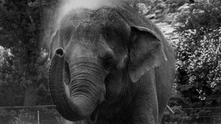 Elefantendame Tanja wurde 54 Jahre alt.