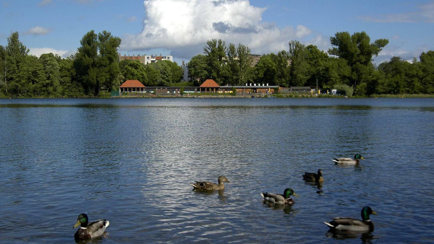 Gewässer in Berlin Der Weiße See verlandet